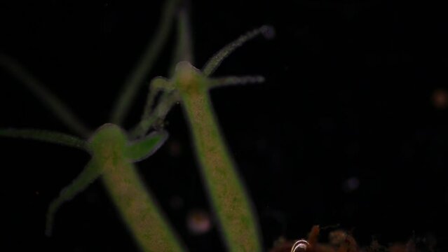 Hydra is a genus of small, fresh-water animals of the phylum Cnidaria and class Hydrozoa under the microscope for education.