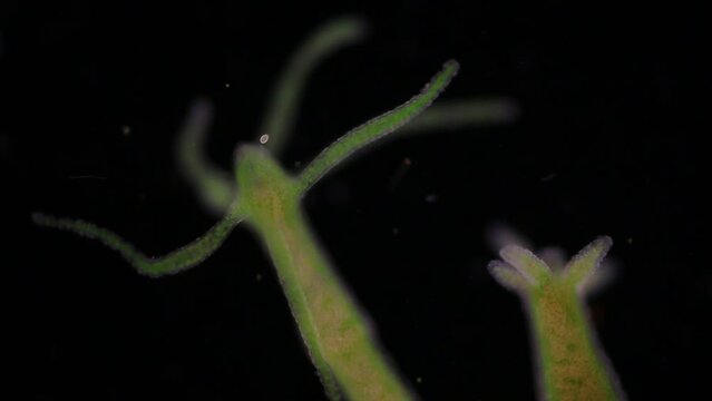 Hydra is a genus of small, fresh-water animals of the phylum Cnidaria and class Hydrozoa under the microscope for education.