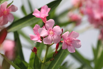 Obraz premium fresh and cute pink magnolia flowers in spring