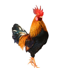 Chicken bantam, Rooster crowing isolated on white (Die cutting)