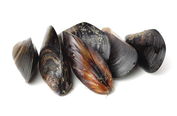 Fresh mussels on white background