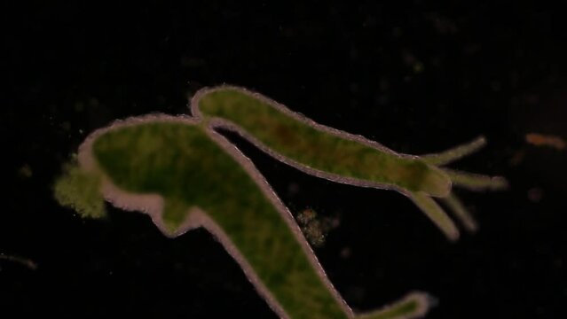 Hydra is a genus of small, fresh-water animals of the phylum Cnidaria and class Hydrozoa under the microscope for education.