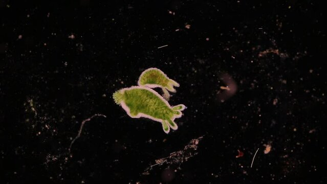 Hydra is a genus of small, fresh-water animals of the phylum Cnidaria and class Hydrozoa under the microscope for education.