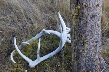 Isolated Deer Antlers Secured by Steel Cord Lying in Grass Meadow by a Tree in Banff National Park, Canadian Rockies
