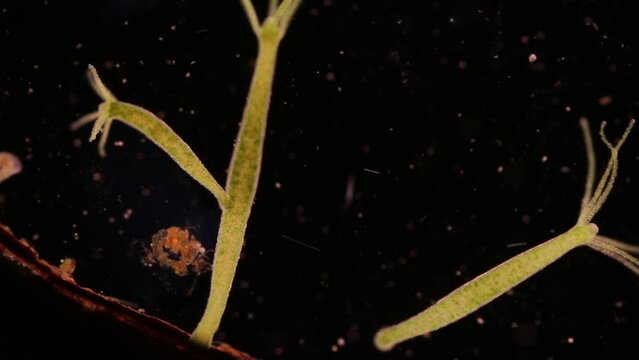 Hydra is a genus of small, fresh-water animals of the phylum Cnidaria and class Hydrozoa under the microscope for education.