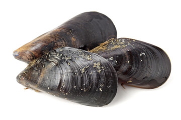 Fresh mussels on white background
