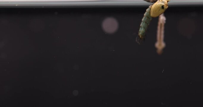 Mosquito Larva in the order Diptera, Anopheles sp. (Mosquito Larva) in the water for education.