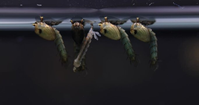 Mosquito Larva in the order Diptera, Anopheles sp. (Mosquito Larva) in the water for education.