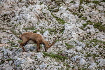 Alpine ibex picture taken in Julian alps, Slovenia	