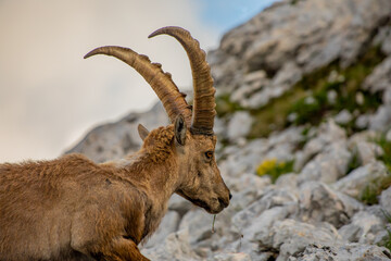 Alpine ibex picture taken in Julian alps, Slovenia	