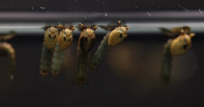 Mosquito Larva in the order Diptera, Anopheles sp. (Mosquito Larva) in the water for education.