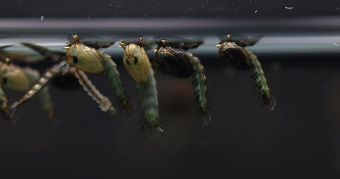 Mosquito Larva in the order Diptera, Anopheles sp. (Mosquito Larva) in the water for education.