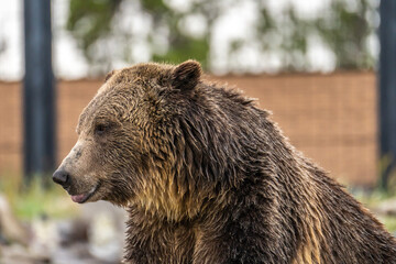 Naklejka na ściany i meble Close-up of a grizzly bear. Yellowstone wildlife.