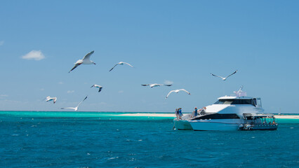 A white ship with tourists is moored on an azure sea with a white sandy beach in the distance and a flock of seagulls flying over in the foreground in Great Barrier Reef of Australia  © H