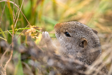 Close-up of Uinta Ground Squirrel eating grass, Yellowstone National Park