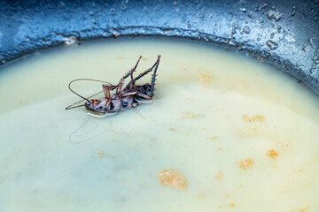 Closeup dead cockroach on frying oil in dirty frying pan