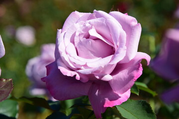 薔薇