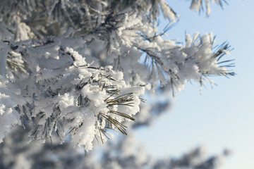 Spruce is covered with snow after snowfall. Nature of Russia.