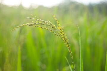 Rice field background. Asian agriculture, Plant economic.