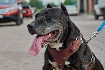 el gordo