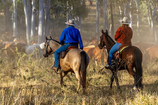 Country man and woman mustering cattle on horses.