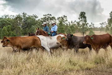 Two mature country ladies mustering on horses.