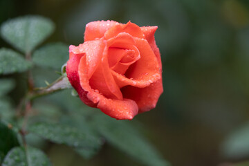 雨滴を纏った薔薇