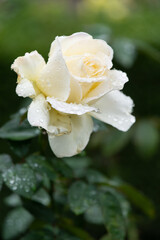 雨滴を纏った薔薇