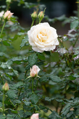 雨滴を纏った薔薇