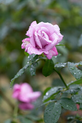 雨滴を纏った薔薇