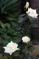 雨滴を纏った薔薇