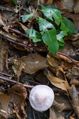 Mushrooms  autumn close up in the forest. 