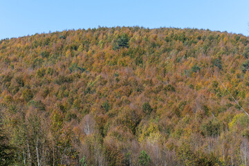 A scene from a splendid autumn day.. Autumn forest. Autumn mountain landscape - yellowed and reddened autumn trees combined with green. Colorful autumn landscape scene in Turkey.