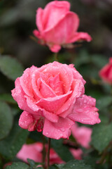 雨滴を纏った薔薇