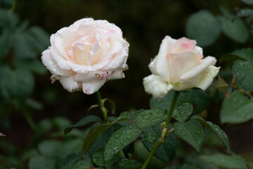 雨滴を纏った薔薇