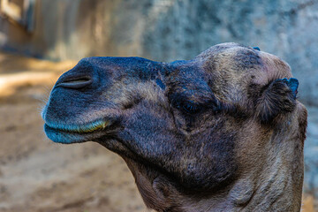 close up of a camel