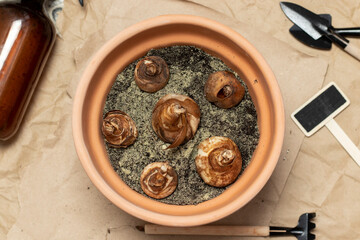 The bulbs are planted in a terracotta flower pot. Close up.