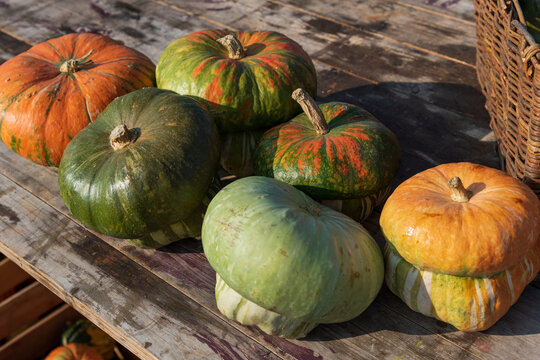 Various pumpkins on rustic table during sunny day