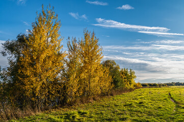 Yellow birches on a green meadow. Cloudy blue sky.