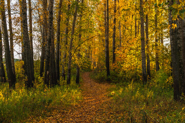 Forest path covered with yellow fallen leaves.