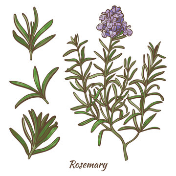 Rosemary Plant and Leaves in Hand Drawn Style