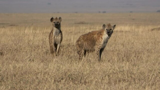 Hyenas in the grasslands of the Amboseli National Park, Kenya