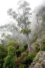 trees in the mountains