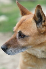 Portrait of a dog against a background of blurred grass. Close-up. A dog is outside in the summer on a sunny day.