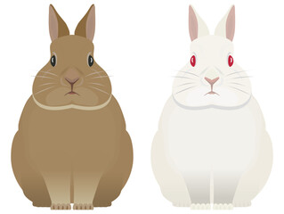 ウサギ　２匹座る - obrazy, fototapety, plakaty