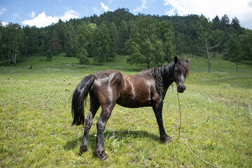A beautiful horse grazes on a green meadow in the mountains.