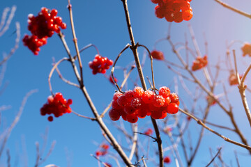 viburnum berry with frost. High quality photo