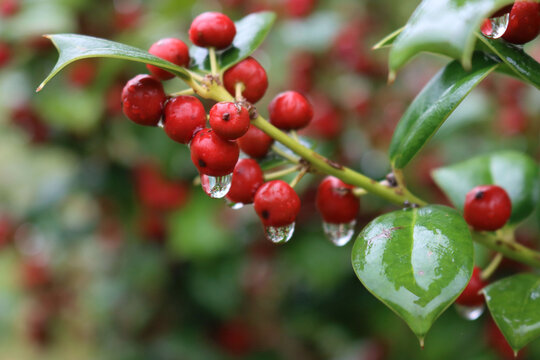 Close-up of Holly bush with red berries covered by raindriops on autumn season. Ilex cornuta, also called chinese Holly in the garden 