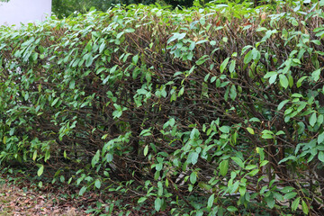 Close-up of pruned Cherry Laurel hedge in the garden. Pruning a Prunus laurocerasus bush