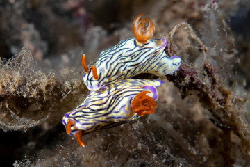 A couple of nudibranchs (sea slugs) - Hypselodoris zephyra. Underwater macro world of Tulamben, Bali, Indonesia.
